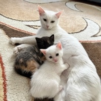 Van Kedisi, Kedi  sütlaç fotoğrafı