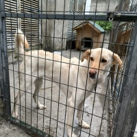 Labrador Retriever, Köpek  Lessie fotoğrafı