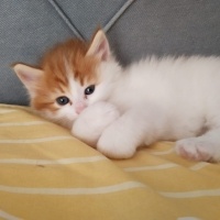 Tekir Kedi, Kedi  Çitlenbik fotoğrafı