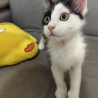 Tuxedo (Smokin) Kedi, Kedi  Coco fotoğrafı