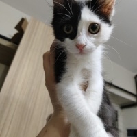 Tuxedo (Smokin) Kedi, Kedi  Coco fotoğrafı