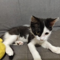 Tuxedo (Smokin) Kedi, Kedi  Coco fotoğrafı