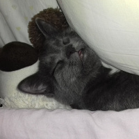 British Shorthair, Kedi  Venüs fotoğrafı