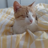 Sarman, Kedi  Kitty fotoğrafı