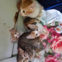 Tekir Kedi, Kedi  Garip fotoğrafı