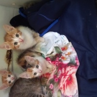 Tekir Kedi, Kedi  Garip fotoğrafı