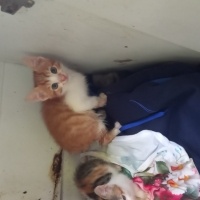 Tekir Kedi, Kedi  Garip fotoğrafı