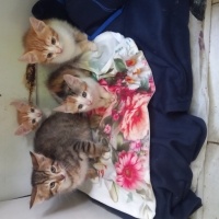 Tekir Kedi, Kedi  Garip fotoğrafı