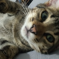 Tekir Kedi, Kedi  Minik fotoğrafı