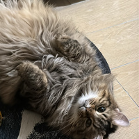 Norwegian Forest, Kedi  Puffy fotoğrafı