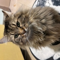 Norwegian Forest, Kedi  Puffy fotoğrafı