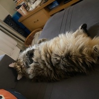 Norwegian Forest, Kedi  Puffy fotoğrafı