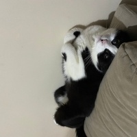 British Shorthair, Kedi  Tarçın fotoğrafı