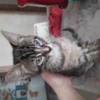 Tekir Kedi, Kedi  Gece fotoğrafı
