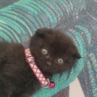 Scottish Fold, Kedi  scottish fold erkek 2 aylık fotoğrafı