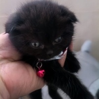 Scottish Fold, Kedi  scottish fold erkek 2 aylık fotoğrafı