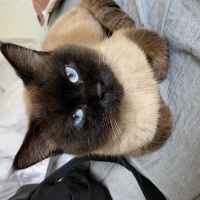 Brazilian Shorthair, Kedi  beroş fotoğrafı