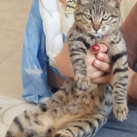 Tekir Kedi, Kedi  Çakıl fotoğrafı