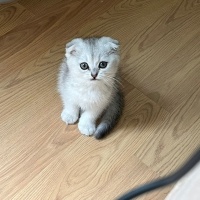 Scottish Fold, Kedi  yuumi fotoğrafı
