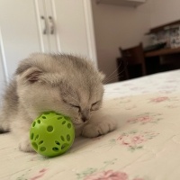 Scottish Fold, Kedi  yuumi fotoğrafı