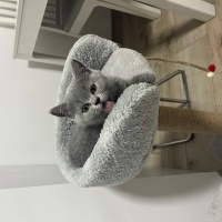 British Shorthair, Kedi  Bihter Luna fotoğrafı