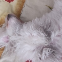 Maltese, Köpek  BAMBİ fotoğrafı