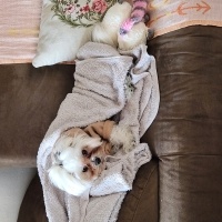 Maltese, Köpek  BAMBİ fotoğrafı