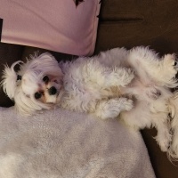 Maltese, Köpek  BAMBİ fotoğrafı