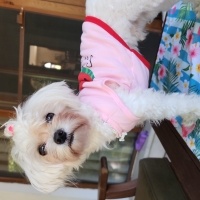 Maltese, Köpek  BAMBİ fotoğrafı