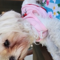 Maltese, Köpek  BAMBİ fotoğrafı