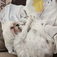 Maltese, Köpek  BAMBİ fotoğrafı
