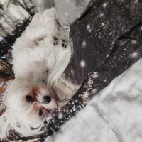 Maltese, Köpek  BAMBİ fotoğrafı