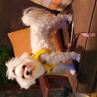 Maltese, Köpek  BAMBİ fotoğrafı