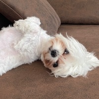Maltese, Köpek  BAMBİ fotoğrafı