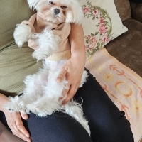 Maltese, Köpek  BAMBİ fotoğrafı