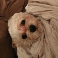 Maltese, Köpek  BAMBİ fotoğrafı