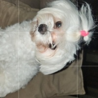 Maltese, Köpek  BAMBİ fotoğrafı