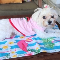 Maltese, Köpek  BAMBİ fotoğrafı