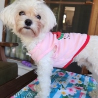 Maltese, Köpek  BAMBİ fotoğrafı
