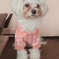 Maltese, Köpek  BAMBİ fotoğrafı