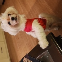 Maltese, Köpek  BAMBİ fotoğrafı