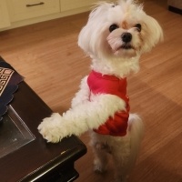 Maltese, Köpek  BAMBİ fotoğrafı