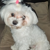 Maltese, Köpek  BAMBİ fotoğrafı