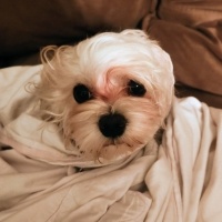 Maltese, Köpek  BAMBİ fotoğrafı