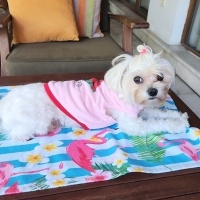 Maltese, Köpek  BAMBİ fotoğrafı