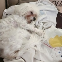 Maltese, Köpek  BAMBİ fotoğrafı