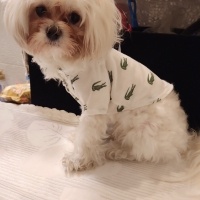 Maltese, Köpek  BAMBİ fotoğrafı