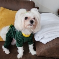 Maltese, Köpek  BAMBİ fotoğrafı