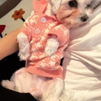 Maltese, Köpek  BAMBİ fotoğrafı