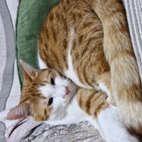 Sarman, Kedi  Sarı fotoğrafı